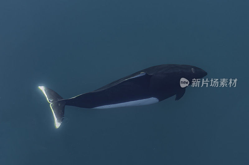 大鼠海豚(Phocoenoides dalli)是一种只在北太平洋发现的鼠海豚。阿拉斯加威廉王子湾。